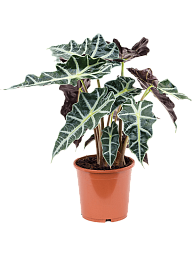 Striking Elephant Ear Alocasia 'Polly' Indoor House Plants