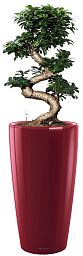 Ficus Microcarpa Giant in LECHUZA RONDO Self-watering Planter, Total Height 160 cm