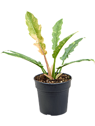 Lush Heart-Leaf Philodendron 'Ring Of Fire Gold' Indoor House Plants