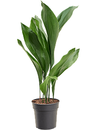 Shade-loving Cast Iron Plant Aspidistra elatior Indoor House Plants