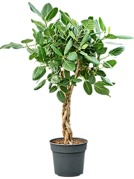 Lush Banyan Fig Ficus benghalensis 'Audrey' Indoor House Plants