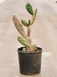 Easy-Care Prickly Pear Cactus Opuntia Quimilo Indoor House Plants