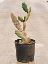 Easy-Care Prickly Pear Cactus Opuntia Quimilo Indoor House Plants