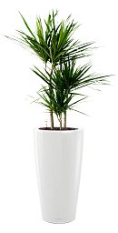 Dracaena Marginata in LECHUZA RONDO Self-watering Planter, Total Height 140 cm