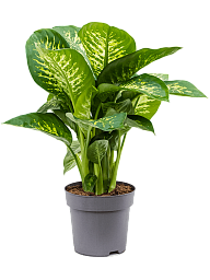 Lush Leopard Lily Dieffenbachia seguine 'Reeva' Indoor House Plants