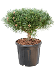 Pinus nigra 'Brepo'