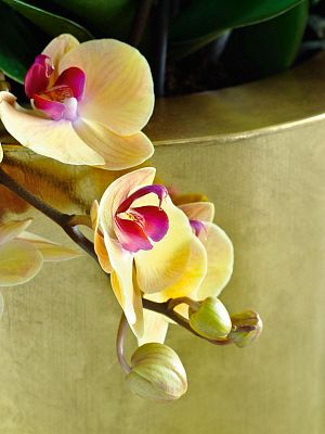 Pandora 125 Round Tall Polystone Indoor Planter