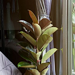 Ficus Elastica Robusta in LECHUZA RONDO Self-watering Planter, Total Height 160 cm