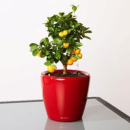 Tangerine Tree in LECHUZA CLASSICO LS Self-watering Planter, Total Height 50 cm