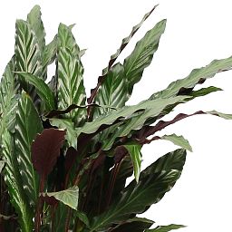 Elegant Peacock Plant Calathea rufibarba 'Wavestar' Indoor House Plants