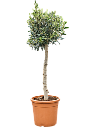 Showy Olive Olea europaea