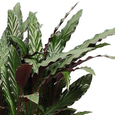 Elegant Peacock Plant Calathea rufibarba 'Wavestar' Indoor House Plants