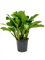 Shade-loving Chinese Evergreen Aglaonema 'Freedman' Indoor House Plant...