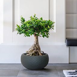 IDEALIST Lite Honeycomb Style Bowl Outdoor Planter