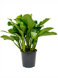Shade-loving Chinese Evergreen Aglaonema 'Freedman' Indoor House Plants