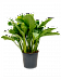 Shade-loving Chinese Evergreen Aglaonema 'Freedman' Indoor House Plants