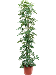 Easy-Care Umbrella Tree Schefflera arboricola 'Compacta' Tall Indoor House Plants Trees