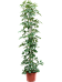 Easy-Care Umbrella Tree Schefflera arboricola 'Compacta' Tall Indoor House Plants Trees