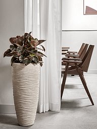 Lush Rubber Plant Ficus elastica 'Belize' Indoor House Plants