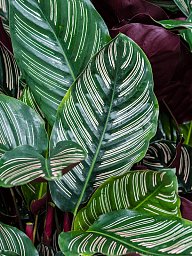 Showy Pin-Stripe Calathea sanderiana Indoor House Plants