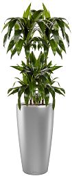 Dracaena Fragrans Janet Greig in LECHUZA RONDO Self-watering Planter, Total Height 150 cm