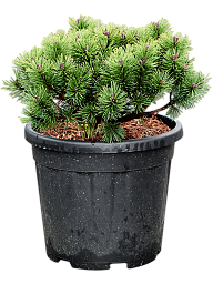 Lush Pinus mugo 'Mops'