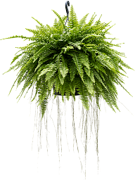 Shade-loving Boston Fern Nephrolepis exaltata 'Boston' Indoor House Plants