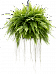 Shade-loving Boston Fern Nephrolepis exaltata 'Boston' Indoor House Plants