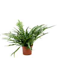 Easy-Care Basket Fern Aglaomorpha 'Jim' Indoor House Plants