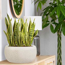IDEALIST Lite Mesh Style Bowl Planter Outdoor Plant Pot
