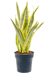Colorful Snake Plant Sansevieria trifasciata 'Lauren' Indoor House Plants