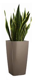 Sansevieria Laurentii in LECHUZA CUBICO Self-watering Planter, Total Height 80 cm