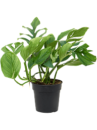 Shade-loving Monkey Leaf Monstera pinnatipartita Indoor House Plants