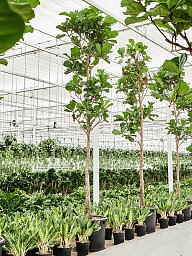 Lush Fiddle Leaf Fig Ficus lyrata Indoor House Plants