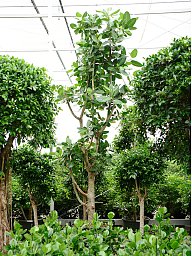 Lush Banyan Fig Ficus benghalensis (400-450) Tall Indoor House Plants Trees
