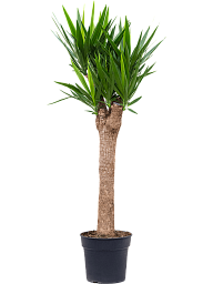 Insta-friendly Spineless Yucca elephantipes Tall Indoor House Plants Trees
