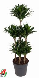 Easy-Care Corn Plant Dracaena fragrans 'Compacta' Indoor House Plants
