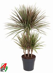 Colorful Dragon Tree Dracaena marginata Bicolor Tall Indoor House Plants Trees