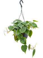 Lush Heart-Leaf Philodendron scandens Indoor House Plants W30 H(30-40)...