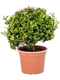 Photogenic Common Jasmine Jasminum officinale Indoor House Plants