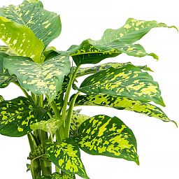 Vibrant Leopard Lily Dieffenbachia seguine 'Cheetah' Indoor House Plants