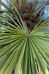 European Fan Palm Chamaerops palm, Mediterranean Fan Palm Tree (Chamaerops Humilis)