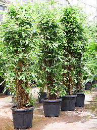 Easy-Care Spotted Gold Dust Dracaena surculosa (140-170) Indoor House Plants