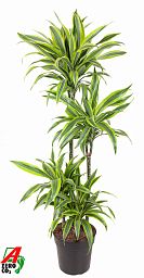 Colorful Corn Plant Dracaena fragrans 'Lemon Lime' Tall Indoor House Plants Trees