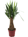 Insta-friendly Spineless Yucca elephantipes Tall Indoor House Plants Trees