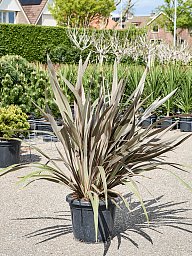 Photogenic New Zealand flax Phormium tenax 'Pink Stripe' Indoor House Plants
