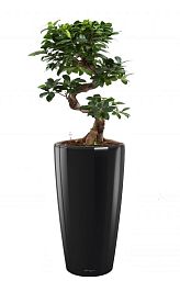 Ficus Microcarpa in LECHUZA RONDO Self-watering Planter, Total Height 120 cm