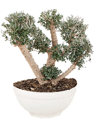 Showy Olive Olea europaea 'Sylvestris' (160-200) Outdoor Plants