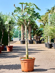 Lush Red-stem Fig Ficus carica