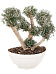 Showy Olive Olea europaea 'Sylvestris' (160-200) Outdoor Plants